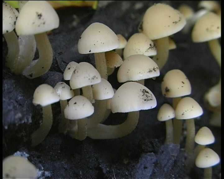 Psathyrella cernua   ( Vahl.:Fr. )  Hirsch